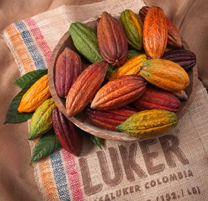 casa luker cocoa pods