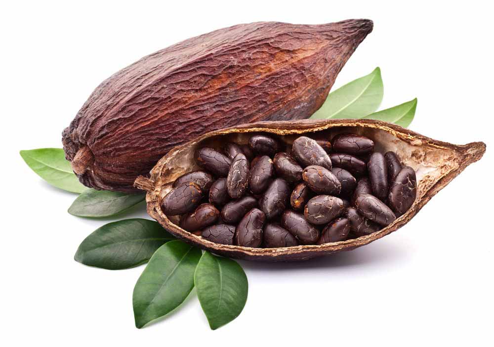 What Makes cacao beans That Different