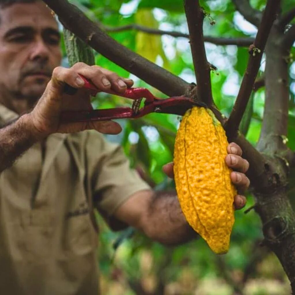 a cacao farmer cutting a cacao bean that has been sustainably grown to make sustainable chocolate